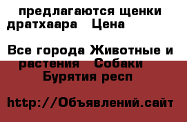 предлагаются щенки дратхаара › Цена ­ 20 000 - Все города Животные и растения » Собаки   . Бурятия респ.